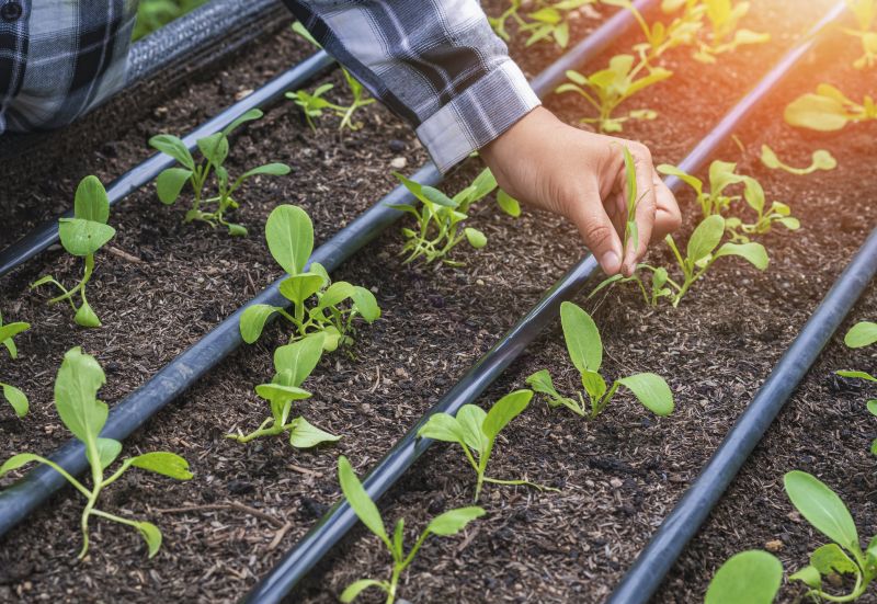 Irrigation System Replacement in Honolulu, HI